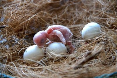 how to look after budgie eggs