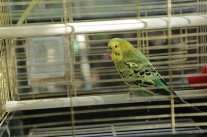 how to make budgies drink water
