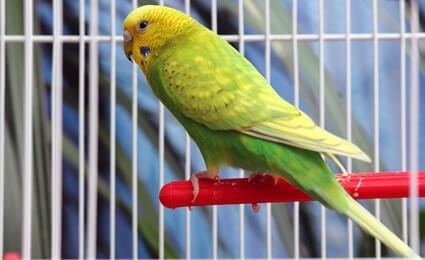 how to move a budgie from one cage to another