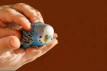 how to pet a budgie