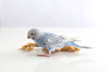 how to tame an English budgie
