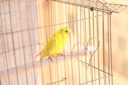 how to tell if a lutino budgie is male or female
