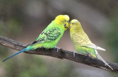 how to tell if budgies are mating