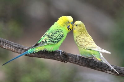 how to tell if budgies are mating