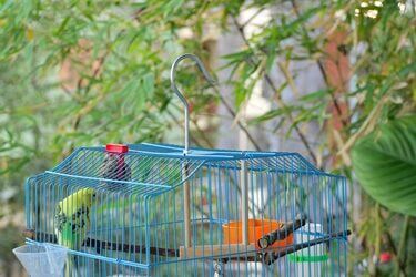 how to tell if your budgie is drinking water