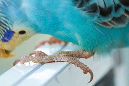 how to treat budgie mites