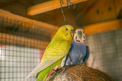 is it bad for budgies to eat their poop?