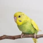 is it normal for parakeets to sneeze?