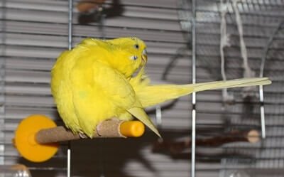 is it ok to spray my budgie with water?