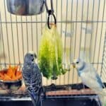 is lettuce good for budgies?