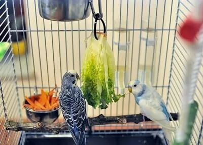 is lettuce good for budgies?