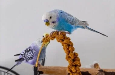 is too much millet bad for budgies?
