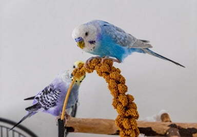 is too much millet bad for budgies?