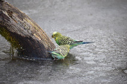 keeping budgies in cold weather