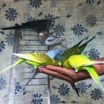 parakeet behavior meanings
