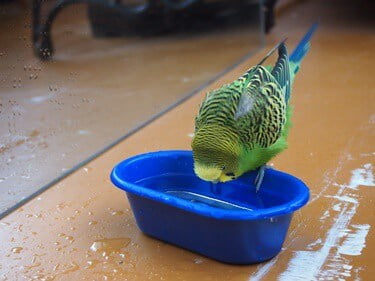 should I spray my budgie with water?