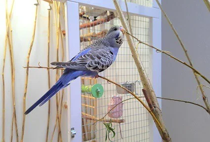 signs of pregnancy in budgies