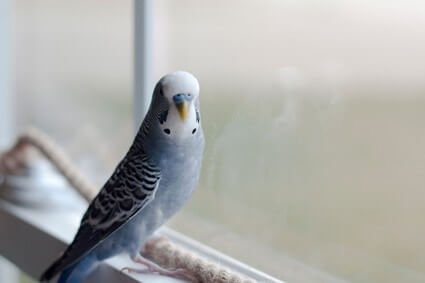weight loss in budgies