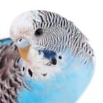 what age do budgies cere change color?