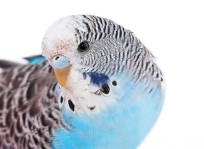 what age do budgies cere change color?