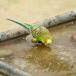 what can budgies drink?
