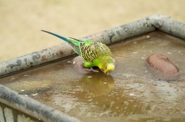 what can budgies drink?