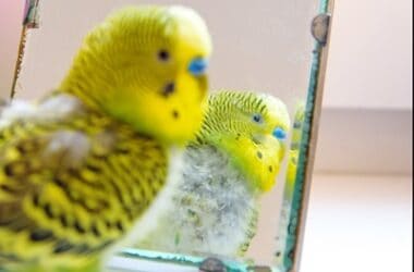 what causes budgies to lose feathers?