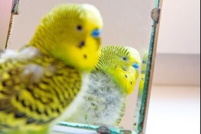 what causes budgies to lose feathers?