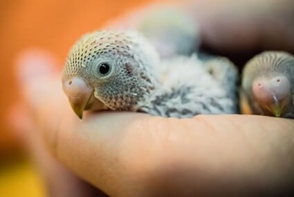 what do baby budgies need?