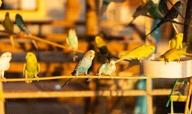 what do budgies do when they are hot?