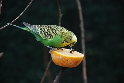 what do budgies eat for treats?