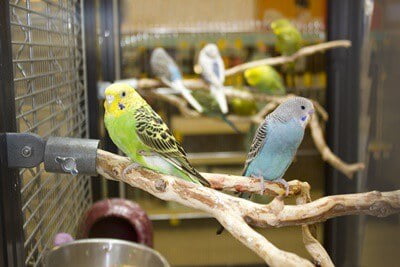 what do budgies like in their cage?