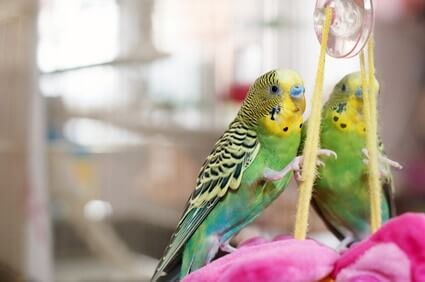 what do budgies like to play with?