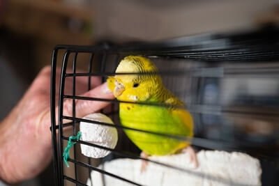 what do mineral blocks do for budgies?