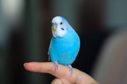 what does a happy budgie sound like?