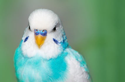what does a scared budgie look like?