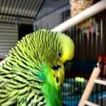 what does an overweight budgie look like?