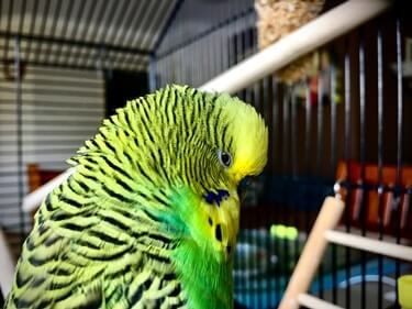 what does an overweight budgie look like?