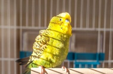 what does it mean when a budgie is shivering?