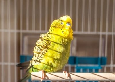 what does it mean when a budgie is shivering?