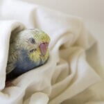 what does it mean when budgies close their eyes?