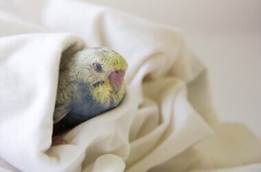 what does it mean when budgies close their eyes?