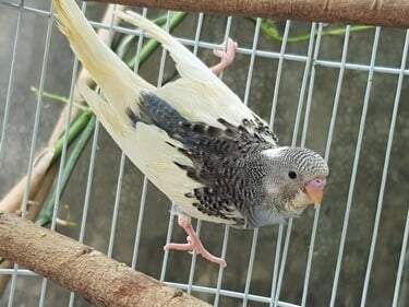 what does pied budgie mean?