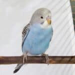 what is the average weight of a budgie?