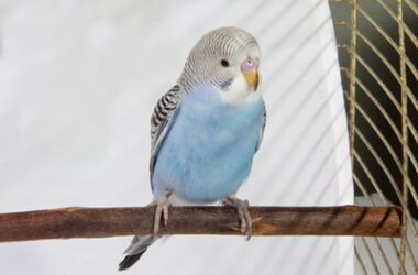 what is the average weight of a budgie?