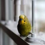 what is too cold for budgies?