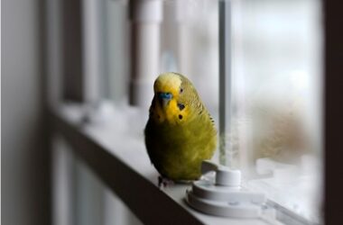 what is too cold for budgies?