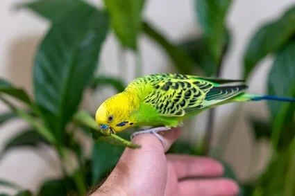 what plants are safe for budgies to eat?