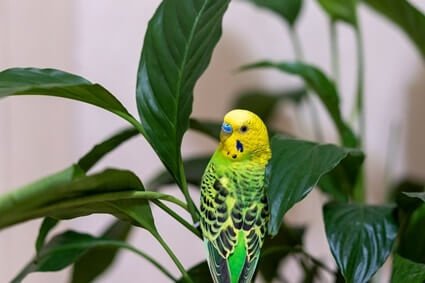 what plants are toxic to budgies?