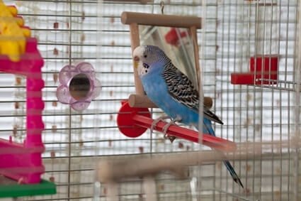 what should I name my blue budgie?